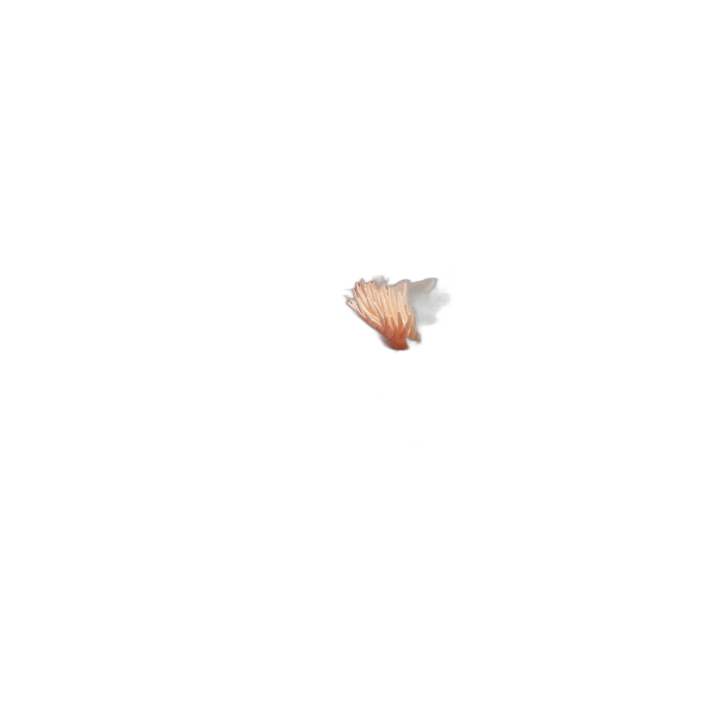Generic Background Coral 2.75 Without Stand